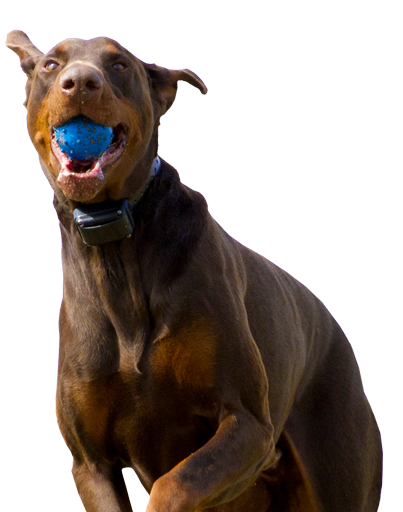 Boarding at our Jackson Missouri kennel is a ball! Most of our boarding clients come from Jackson or Cape Girardeau Missouri. Dogs that stay at with us love to play ball in our large boarding runs and fields.